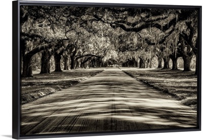 Oak tree lined road at Boone Hall Plantation, Charleston