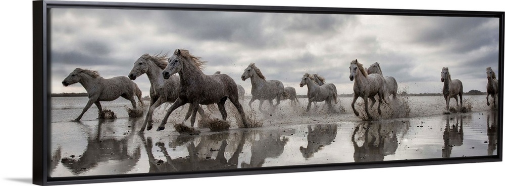 The White Horses of the Camargue running in the water in the South of France