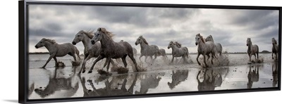 The White Horses of the Camargue running in the water