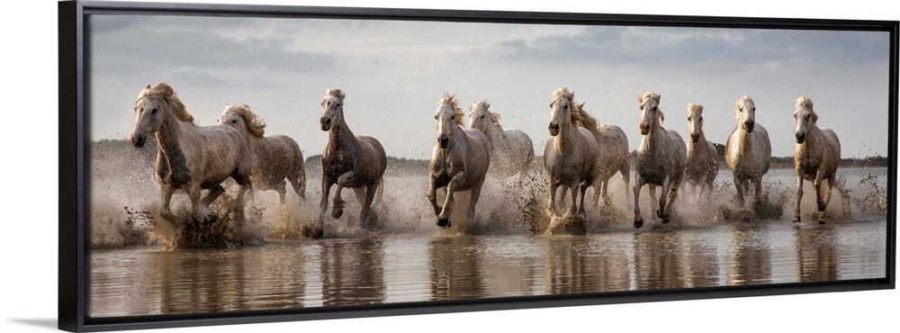 The White Horses of the Camargue running in the water in the South of France