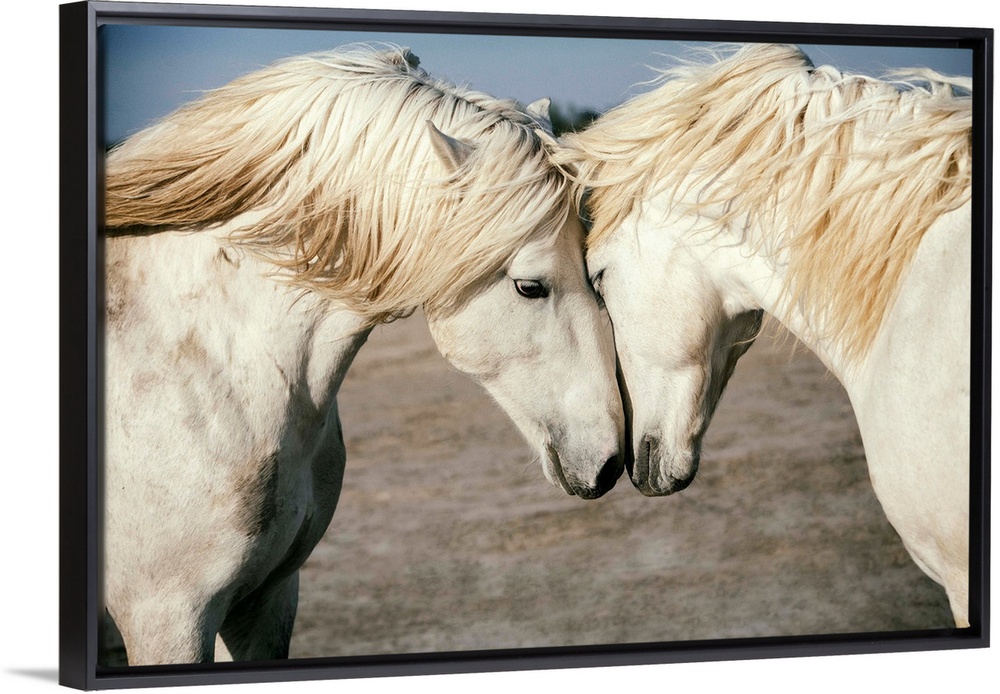 Two Camargue horses loving on each other in the south of France