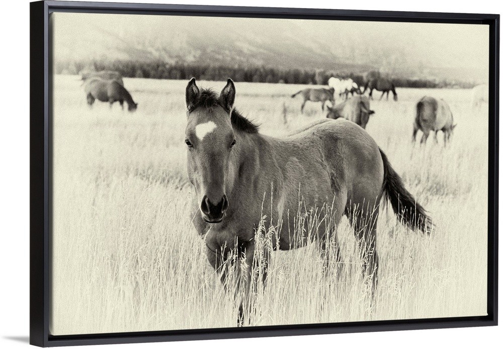 Large photograph displays a group of broncos grazing in a field of high grass at the base of a mountain.  The intense focu...