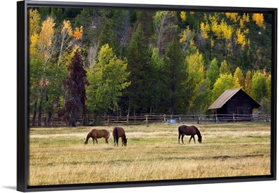 Western Horses, Jackson Hole, Wyoming