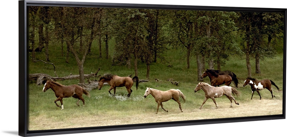 Panoramic photograph displays seven horses galloping on a dusty trail.  Behind the animals there is the beginning of a for...