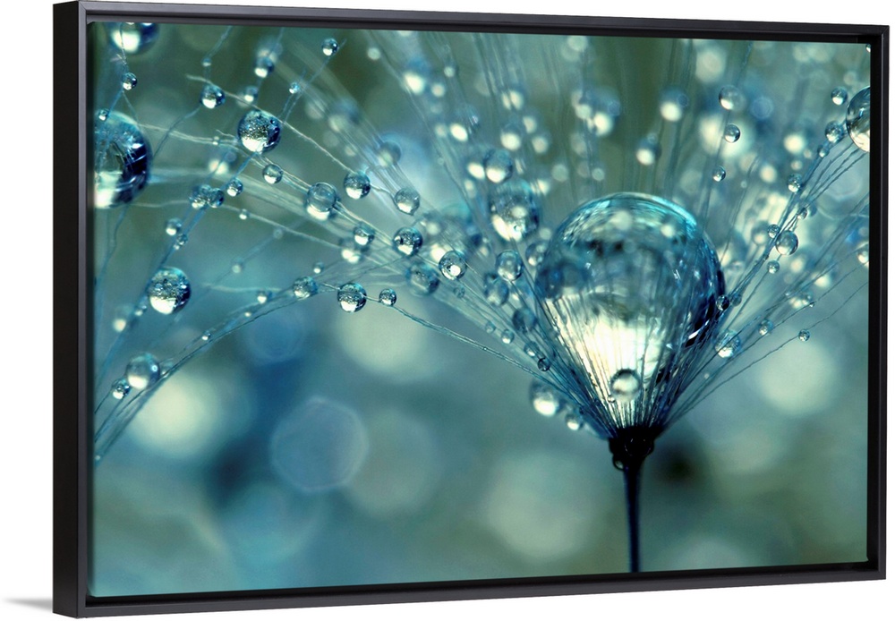 Dandelion with water droplets