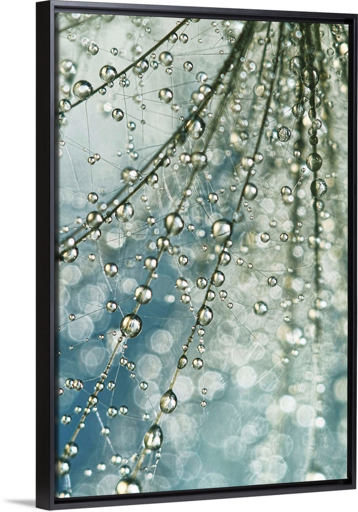 Water droplets on a Thistle seed.