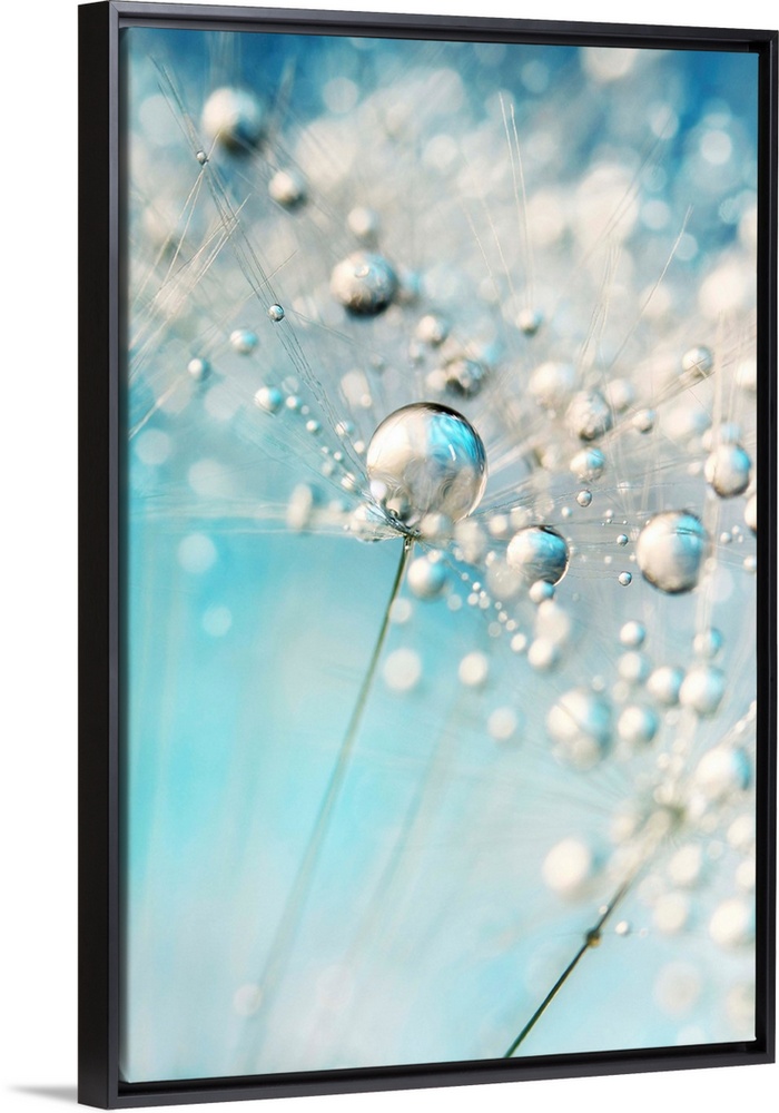 Dandelion seed with water droplets