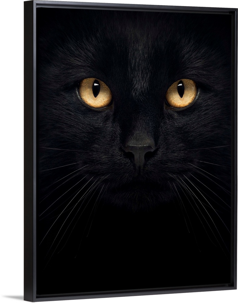 Close-up of a Black Cat looking at the camera, isolated on white