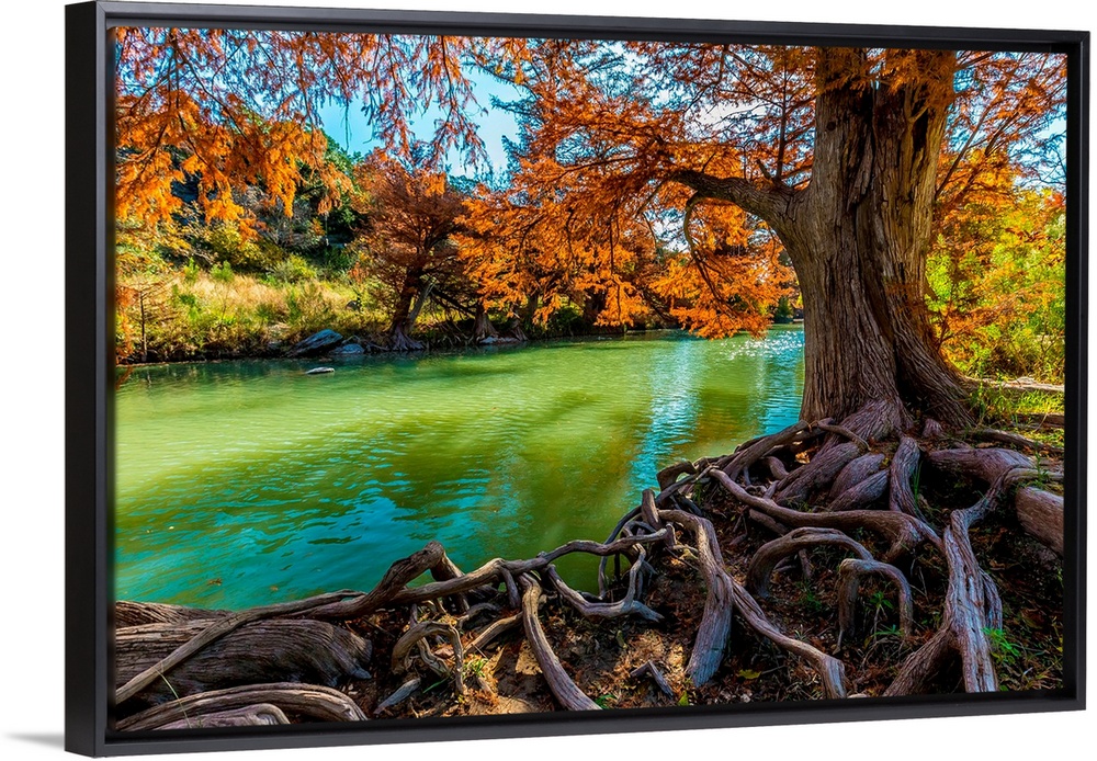 Intricate Intertwined Gnarly Cypress Tree Roots with Beautiful Fall Foliage on the Banks of the Guadalupe River at Guadalu...