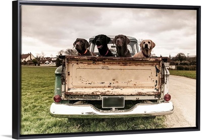 Labrador dogs in the back of a vintage truck