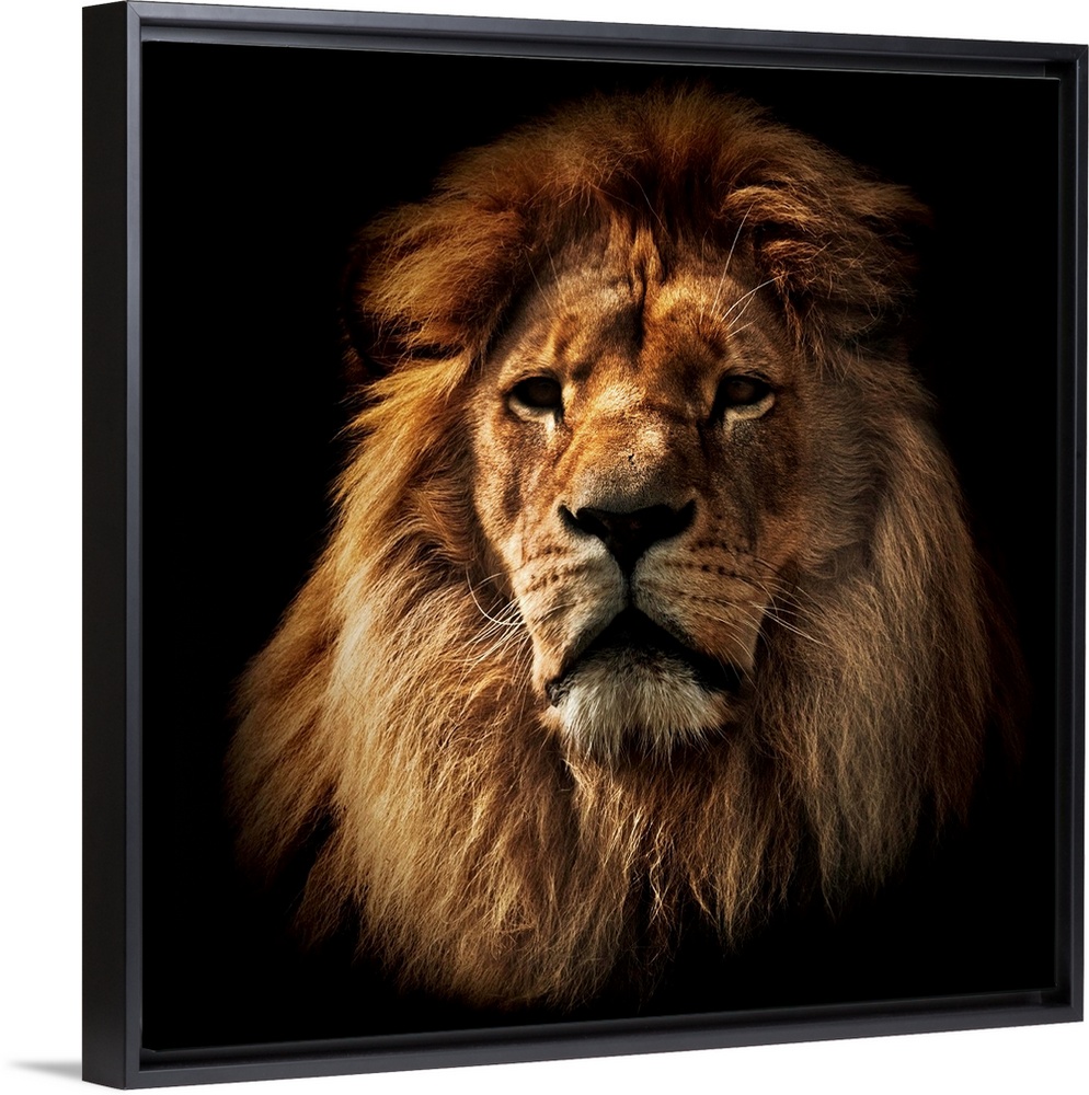 Lion portrait on black background. Big adult lion with rich mane.