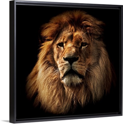 Lion portrait on black background