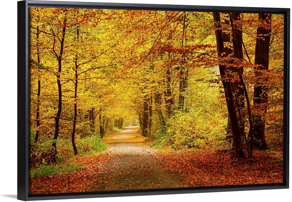 Pathway in the autumn forest