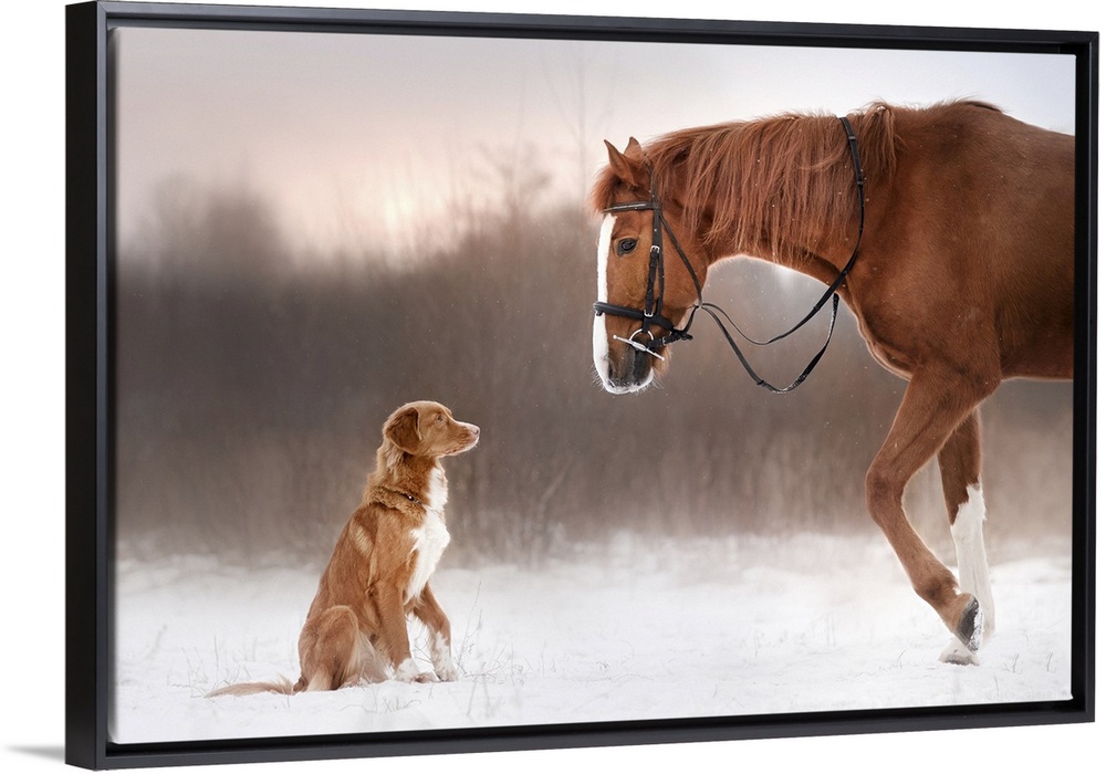 Red horse and red dog walking in the field in winter.