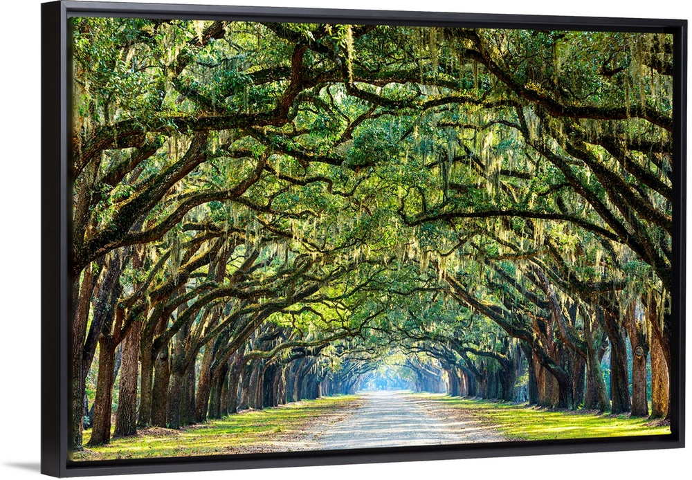 Savannah, Georgia, oak tree lined road at historic Wormsloe Plantation.