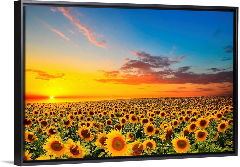 Field of blooming sunflowers at sunset.