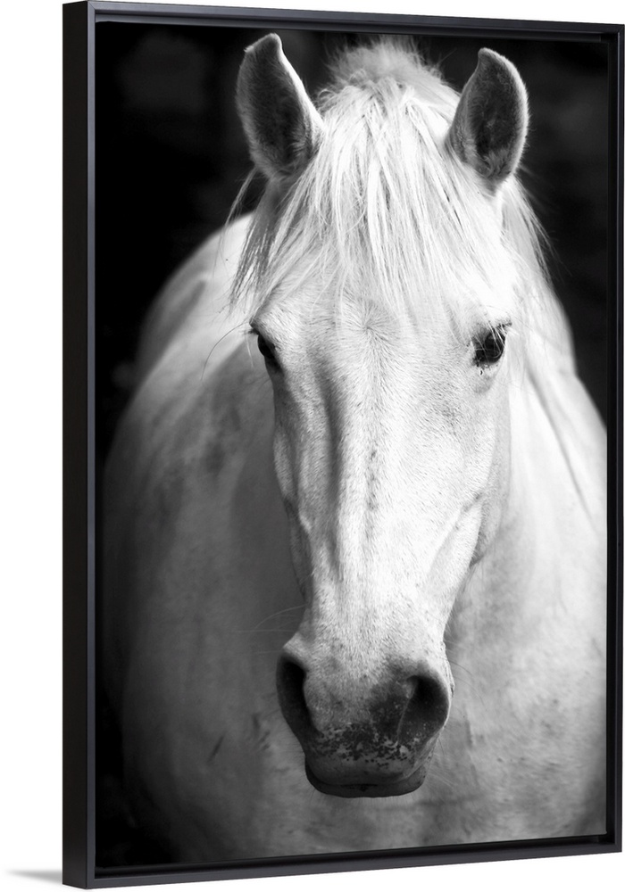 White horse's black and white art portrait
