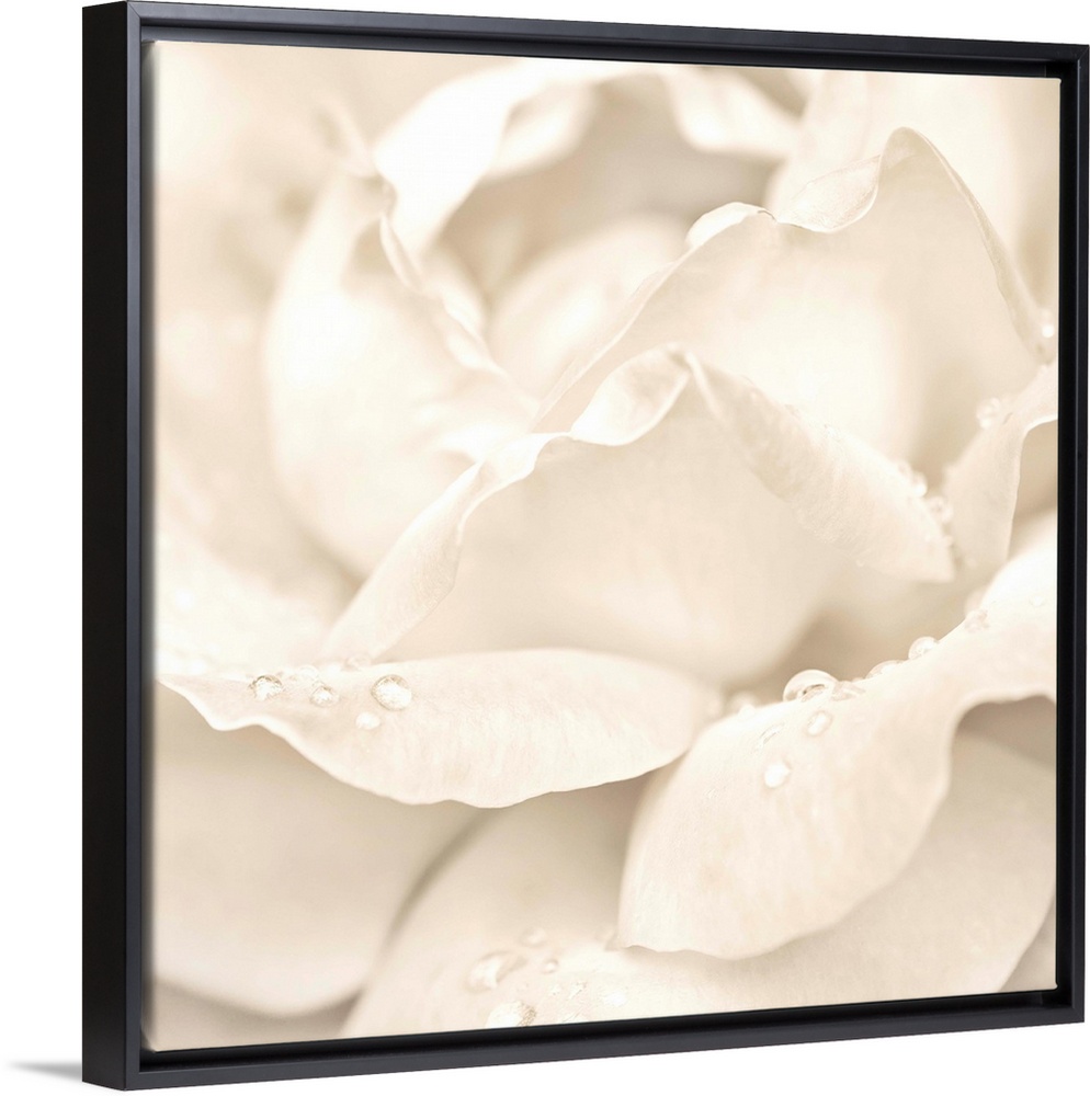 Abstract Macro Shot Of Beautiful Cream Rose Flower With Water Drops. Floral Background