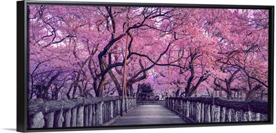 Wooden Bridge In Park, Japan, Spring Countryside With Amazing Sakura (Cherry) Blossoms