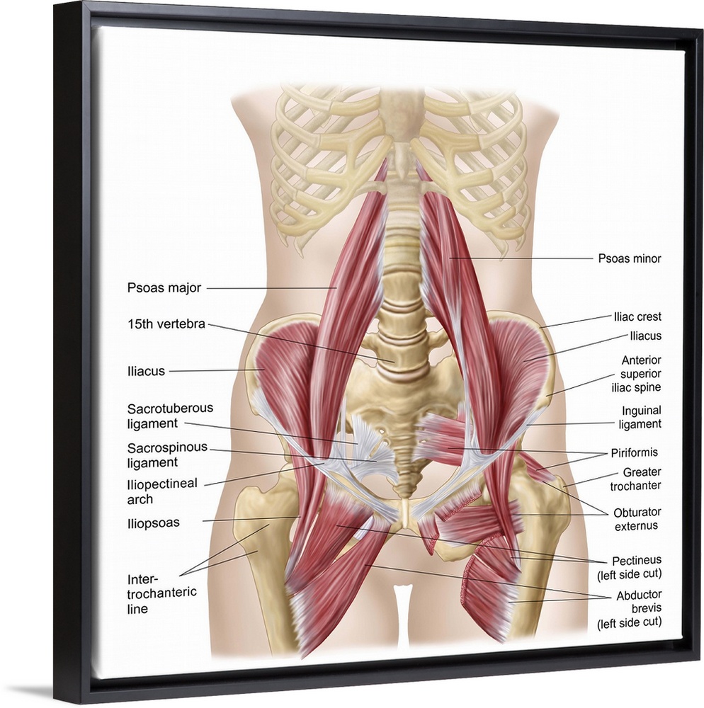 Anatomy of iliopsoa, often referred to as the dorsal hip muscles. These muscles are distinct in the abdomen..