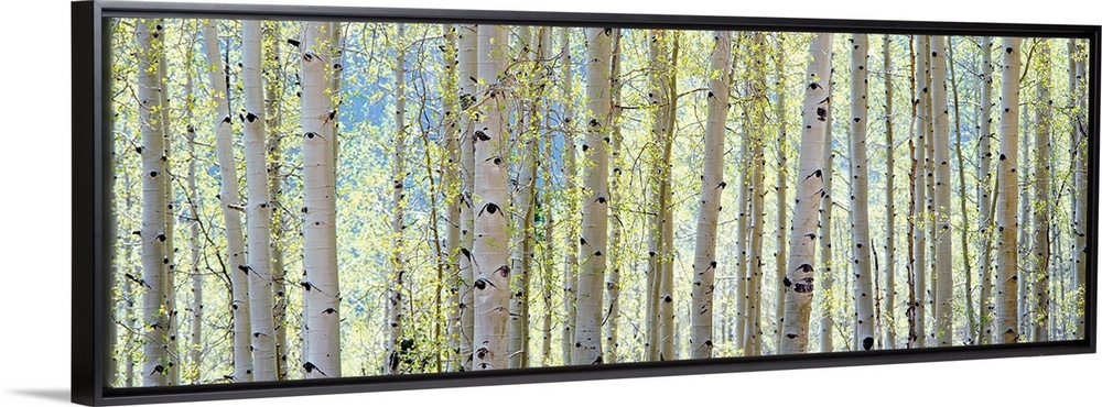 This is a panoramic photograph of a cluster of tree trunks at the edge of a forest.