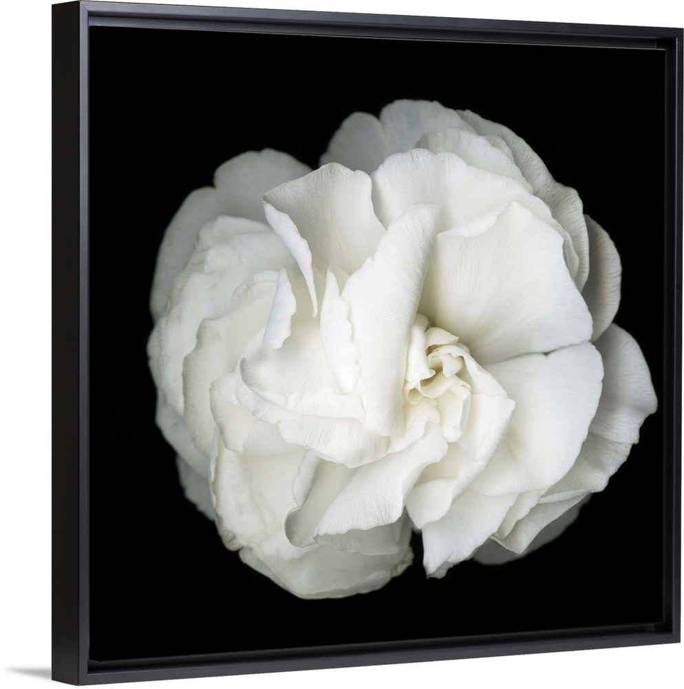 Square photograph of a soft white flower on a dark black background.