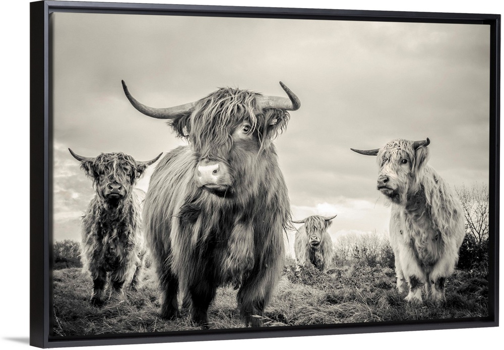 A horizontal photograph of four highland cattle in sepia tones. The shaggy-haired cows are standing in a remote grassy fie...