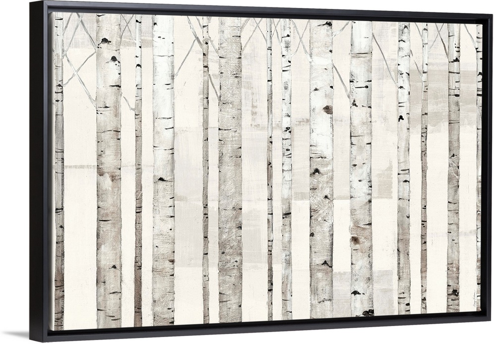 Birch Trees on White