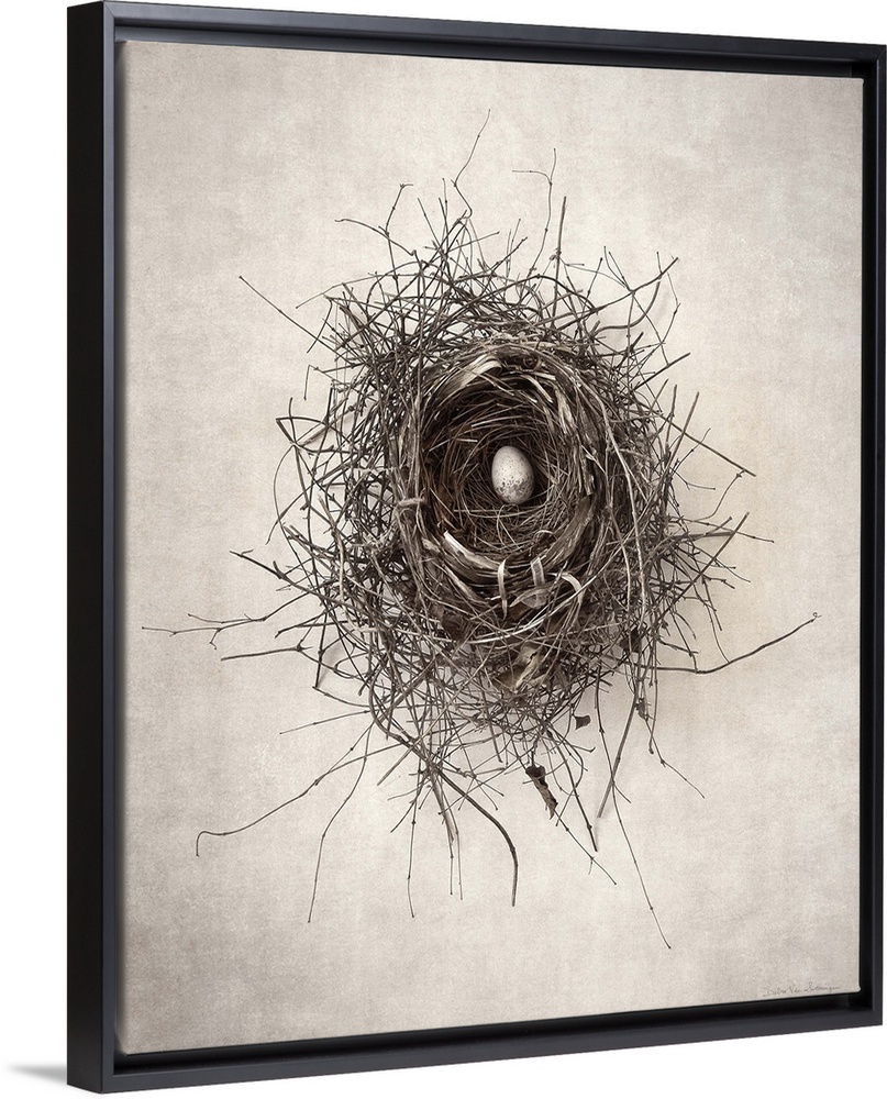 Antique style photograph of a bird's nest with a single egg inside.