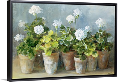 White Geraniums