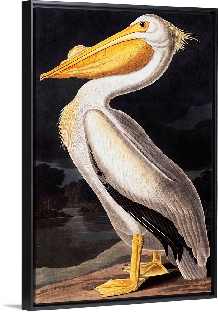 American White Pelican