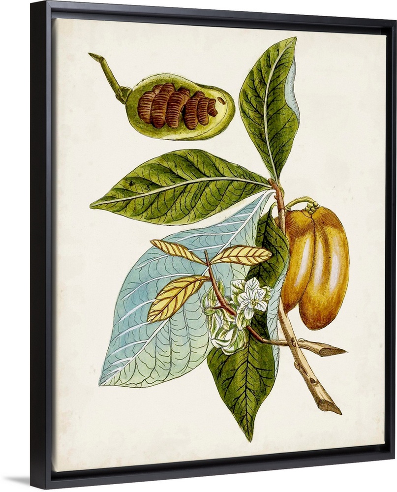 Antique Botanical Study VI