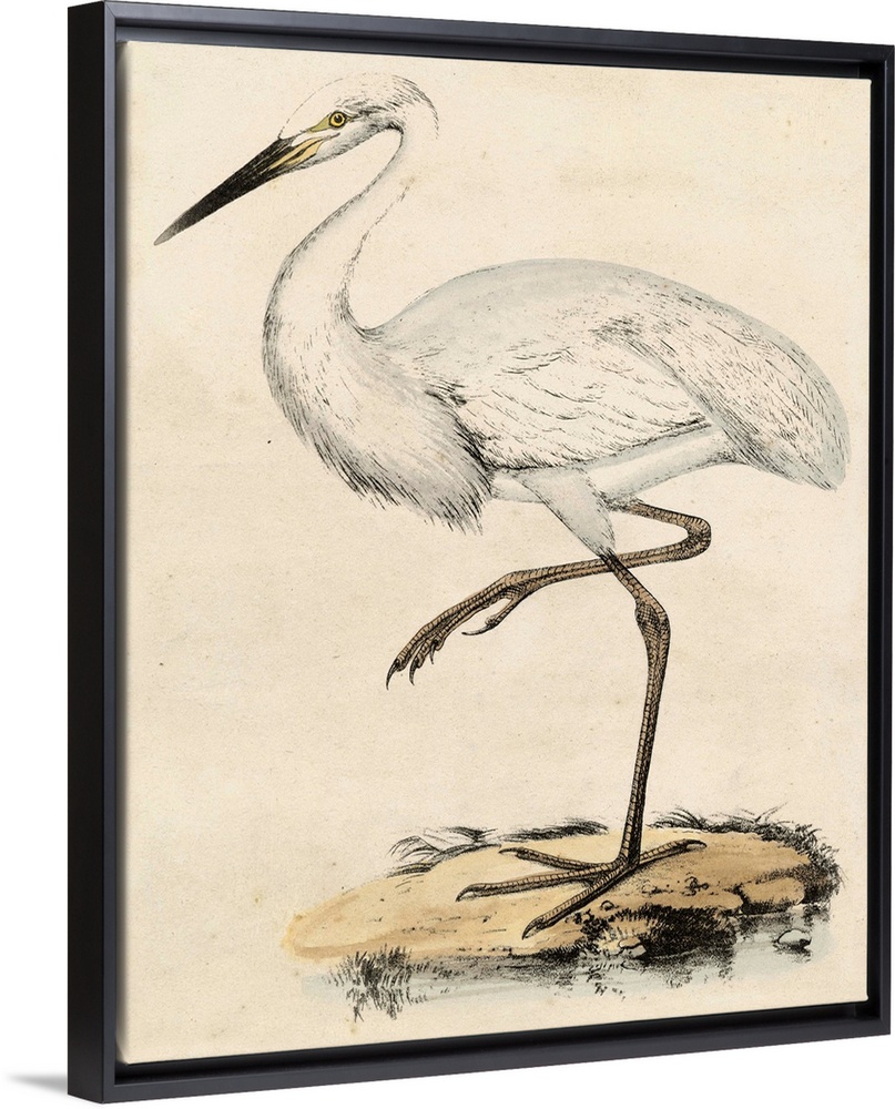 Antique Heron III