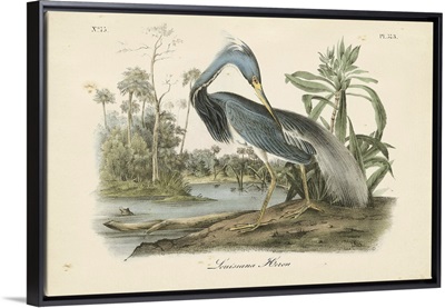 Audubon's Louisiana Heron