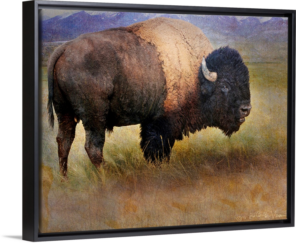 Bison Portrait II
