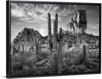 Black and White Desert View I