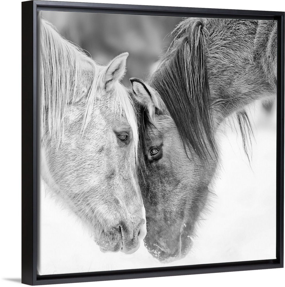 Black and white photo of two horses nuzzling.