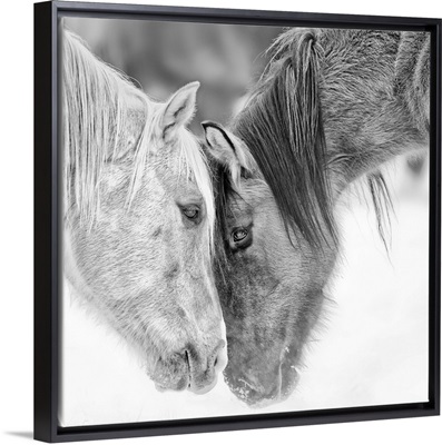 Black and White Horses VII