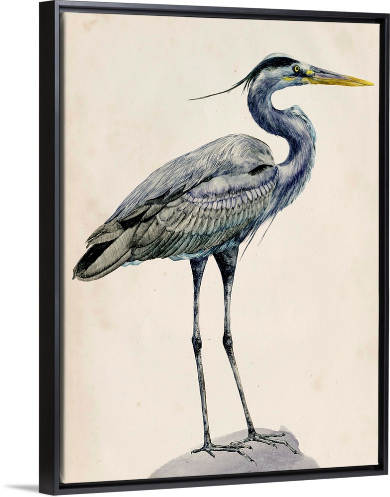 Detailed painted illustration of a blue heron sitting on a rock.