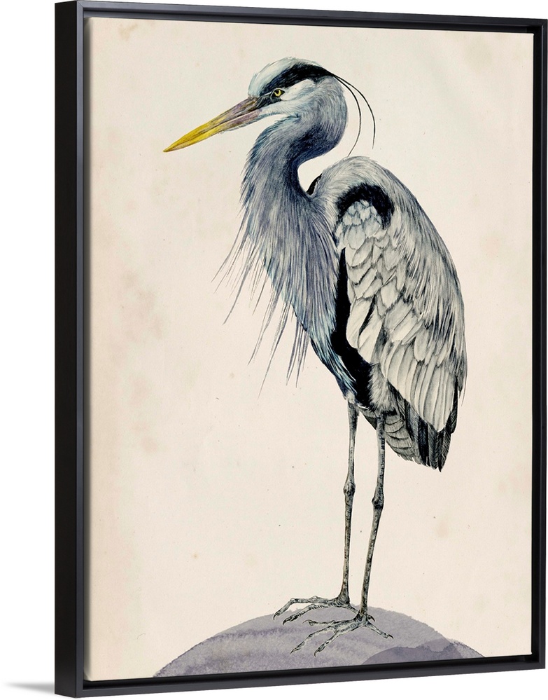 Detailed painted illustration of a blue heron sitting on a rock.