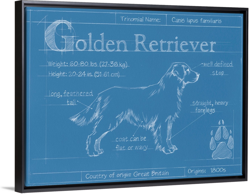 "Blueprint" illustration showing the parts of a Golden Retriever dog.