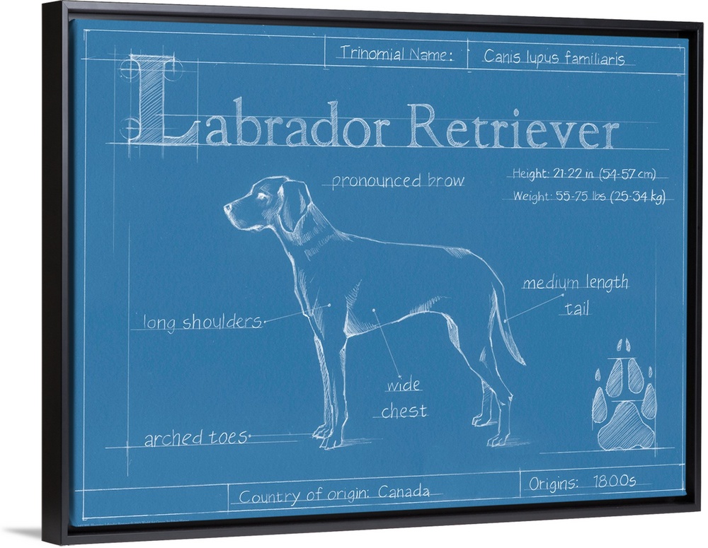 "Blueprint" illustration showing the parts of a Labrador Retriever dog.