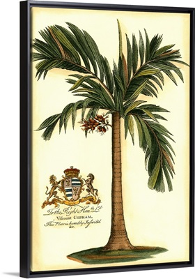 British Colonial Palm I