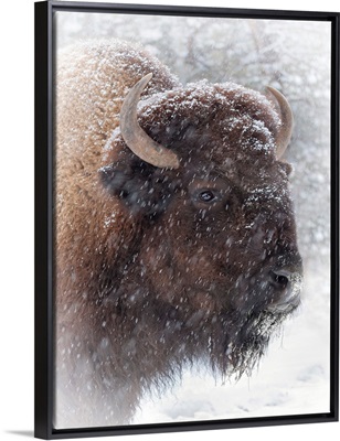 Buffalo In Snow