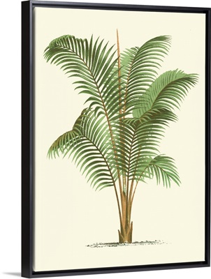 Coastal Palm II