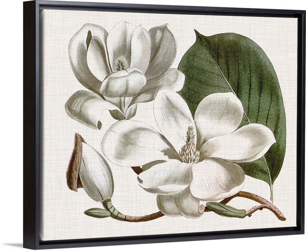 Vintage-inspired botanical illustration of a magnolia flower.