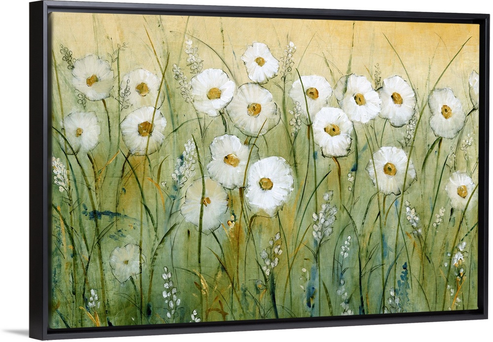 Daisy Spring I