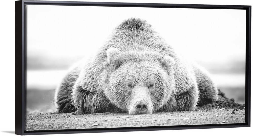 This black and white photograph of a large grizzly bear lying on it's stomach looking directly towards the camera is a tru...