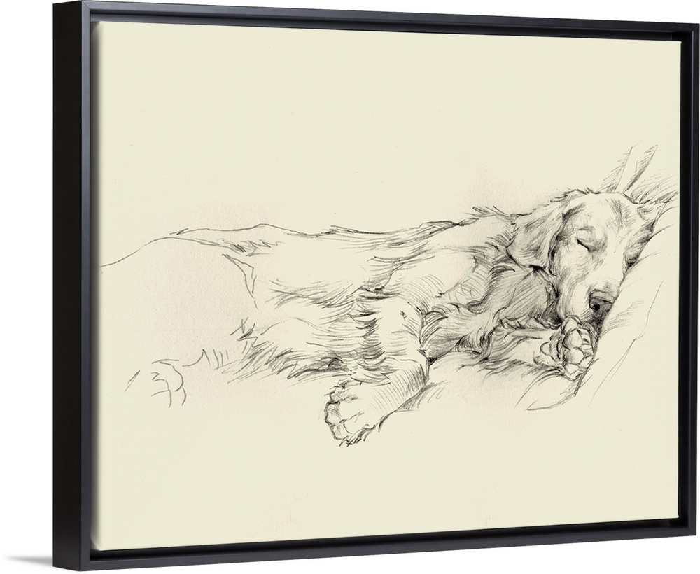 Pencil drawing of a dog sleeping deeply on a couch.