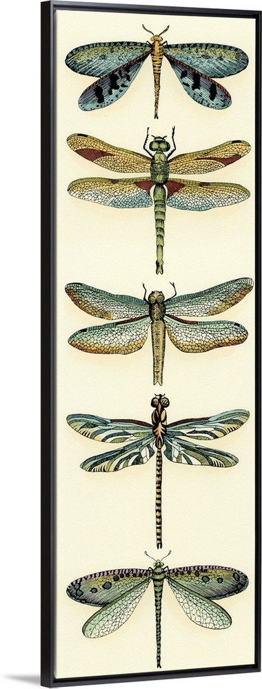 Dragonfly Collector I